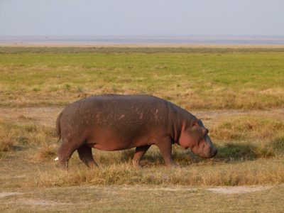 Hippos_05