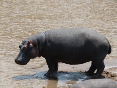 Hippos_10