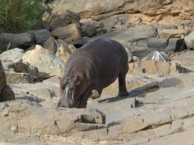 Hippos_12