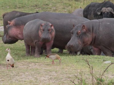 Hippos_16