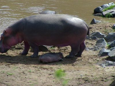 Hippos_20