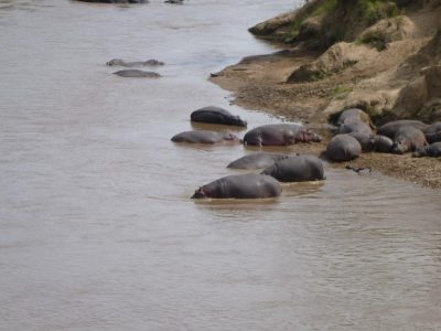 Hippos_21