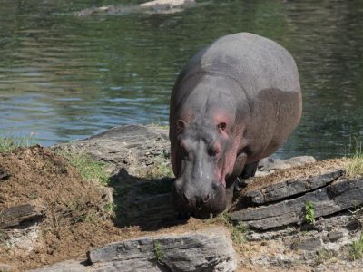 Hippos_27