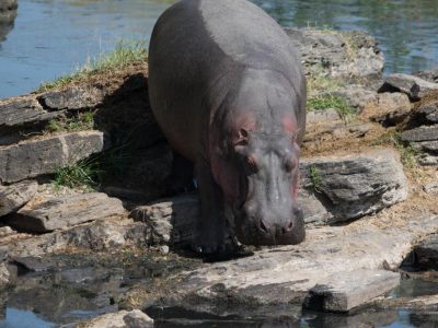 Hippos_28