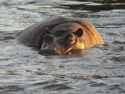 Hippos_35