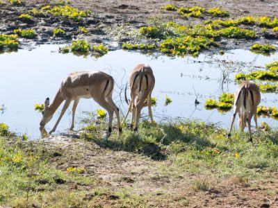 Impalas_04