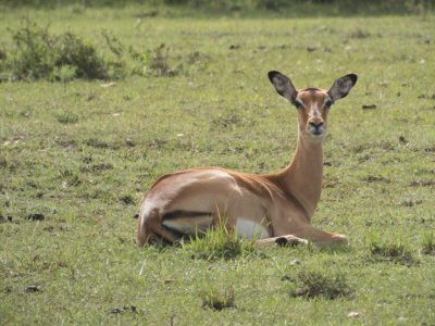 Impalas (lmpala Aepyceros melampus melampus)