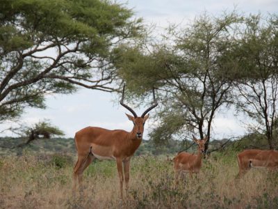 Impalas_08