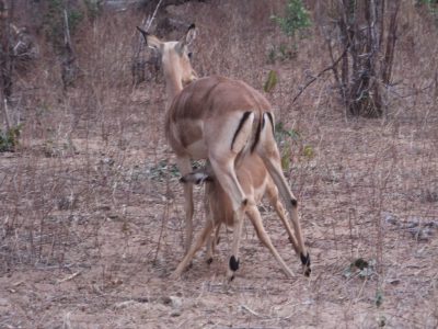 Impalas_09