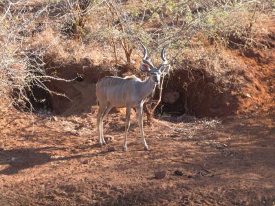 Kudu_02