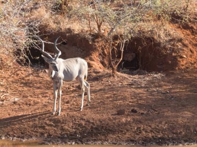 Kudu_04