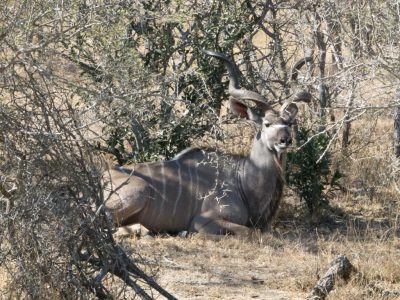 Kudu_07