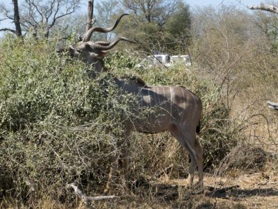 Kudu_10