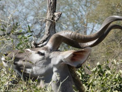 Kudu_13