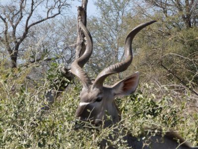 Kudu_14