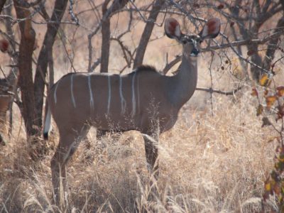 Kudu_15