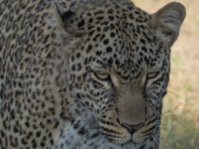 Leoparden_08