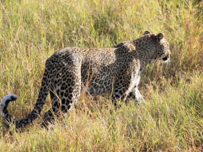 Leoparden_15