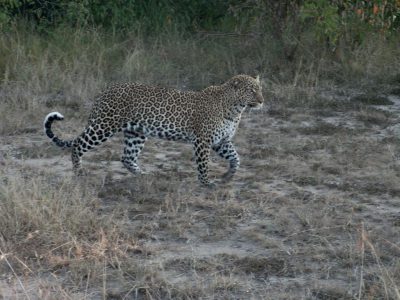 Leoparden_28
