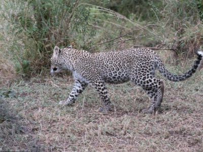 Leoparden_36