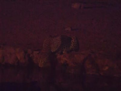 Leoparden_52