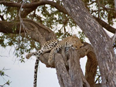 Leoparden_54