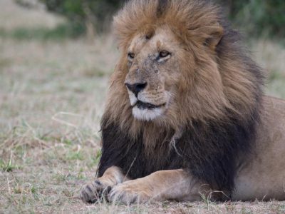 Loewen (Lion, Panthera leo)