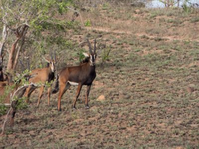 Rappenantilope_13