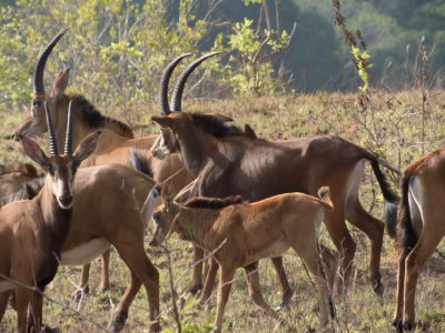 Rappenantilope (Sable Antelope, Hippotragus niger)