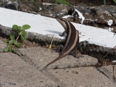 Regenbogenskink