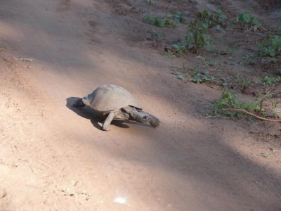 Schildkroete_01