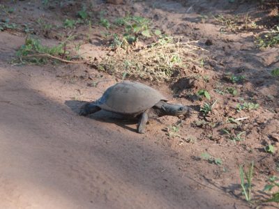 Schildkroete_02