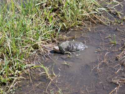 Schildkroete_03