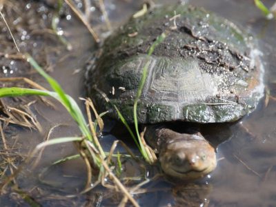 Schildkroete_05