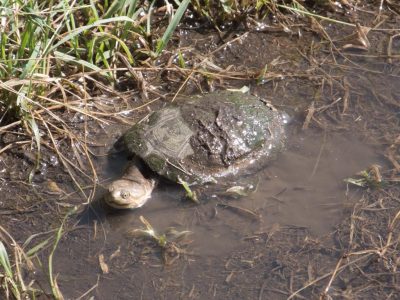 Schildkroete_07