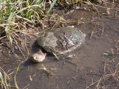 Schildkroete_07