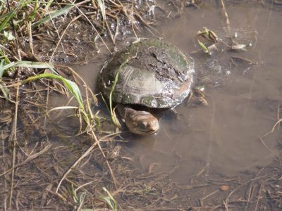 Schildkroete_08