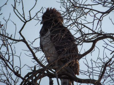 Schlangenadler_04