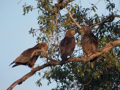 Schlangenadler_06