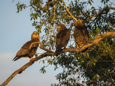 Schlangenadler_07