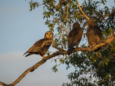 Schlangenadler_08