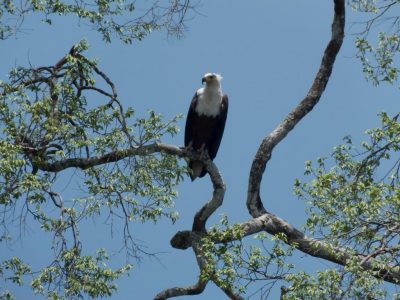 Schreihseeadler_05