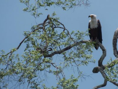 Schreihseeadler_06