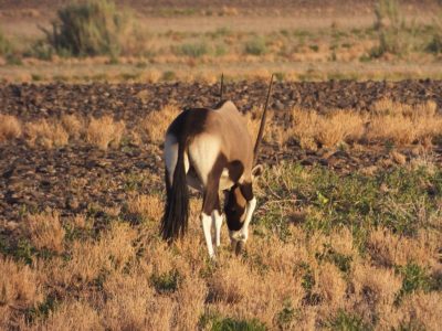 Spiessbock_02