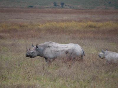 Spitzmaulnashorn_02