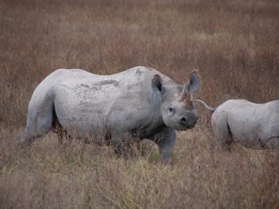 Spitzmaulnashorn_04