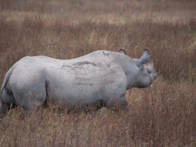 Spitzmaulnashorn_05