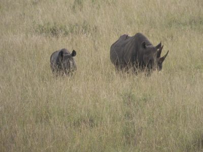 Spitzmaulnashorn_10