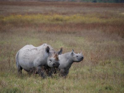 Spitzmaulnashorn (Schwarzes Nashorn, Black Rhinoceros, Dieeros bicornis)