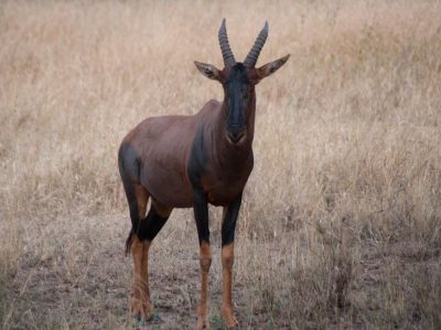 Topi, Leierantilope oder Halbmondantilope